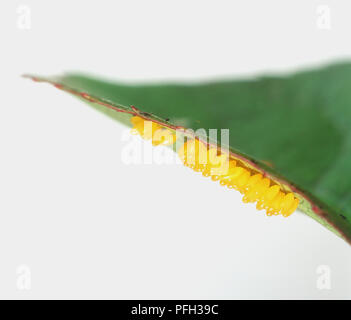 Cluster di uova deposte da Seven-Spotted Ladybird (Coccinella Septempunctata) attaccata alla parte inferiore della foglia verde, vista laterale, vicino fino Foto Stock