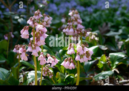 Bergenia emeinensis hybrid Foto Stock