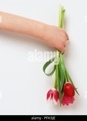 Mano azienda mazzo di tulipani rosa, vista laterale Foto Stock