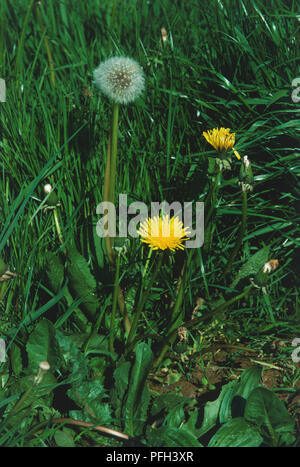 Taraxacum officinale, due comuni fiori di tarassaco e seedhead crescente sul prato, ad alto angolo di visione Foto Stock