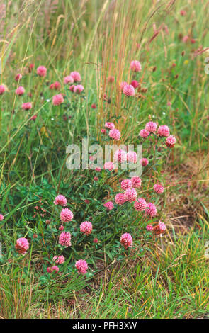 Trifolium pratense, trifoglio rosso fiori che crescono su erba, ad alto angolo di visione Foto Stock