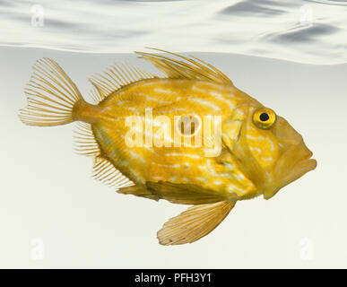 John Dory pesce (Zeus faber), vista laterale Foto Stock