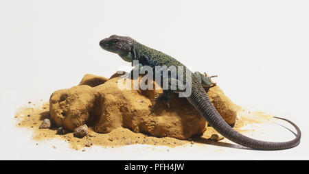 Ocellated Lizard (Timon lepidus) appollaiato sulla roccia di sabbia, vista laterale Foto Stock