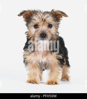 Yorkshire Terrier cucciolo (canis familiaris), in piedi, vista frontale Foto Stock