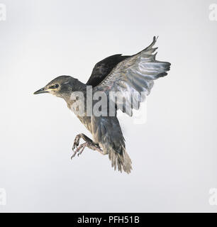 Un giovane Starling (Sturnus vulgaris) in volo, ali sollevate, vista laterale Foto Stock