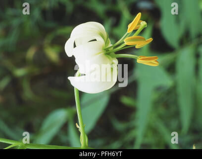 Il Lilium martagon var album, flowerhead mostra petali di colore bianco ed esposti pistillo, close up Foto Stock