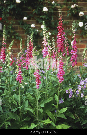 Digitalis purpurea, purple-pink spikes of Common Foxglove, white climbing Roses in background Foto Stock