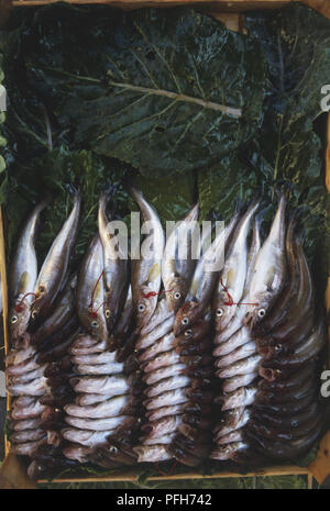 Materie di sardine impilate all'interno della scatola rivestita con foglie di cavolo, vista da sopra