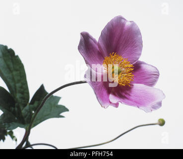 Anemone Japonica 'settembre charme" Foto Stock