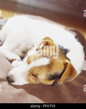 Jack Russell Terrier (canis familiaris) sdraiato, dormire, vista frontale Foto Stock