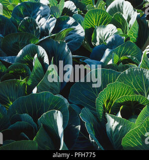 Brassica oleracea in una trama vegetale Foto Stock