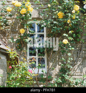 Rose di colore giallo sul muro di casa, in parte per oscurare la finestra Foto Stock