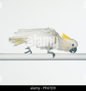 Zolfo minore-crested Cockatoo (Cacatua galerita) spostando lateralmente su un pesce persico Foto Stock