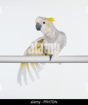 Zolfo minore-crested Cockatoo (Cacatua galerita) allungare la sua ala Foto Stock