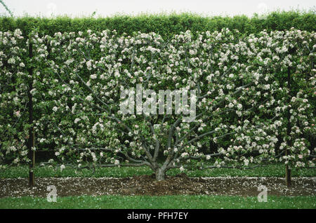 Malus sp., fiori di colore bianco su un fan-addestrato melo Foto Stock