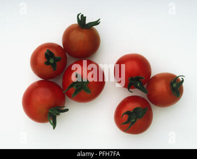 Lycopersicon esculentum, sette pomodori 'Shirley' Foto Stock