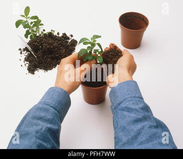 Mano che tiene la piantina in posizione eretta nella pentola, altra aggiunta di terreno accanto alla seconda piantina su una pila di suolo e una pentola vuota Foto Stock