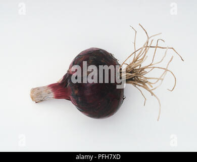 Onion 'Barone Rosso' Foto Stock