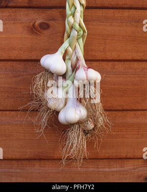 Bulbi di aglio intrecciate, appeso davanti dei pannelli in legno Foto Stock