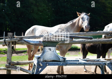 Chiusura del vecchio retrò incudine e martello, cavallo attrezzatura ferratura, animale al di fuori della messa a fuoco in background Foto Stock