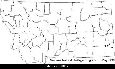 . Botaniche e vegetazione indagine di Carter County, Montana, Bureau of Land Management-somministrato terre . La botanica; piante rare. che esso può avere 3 ovuli per locule. Questa interpretazione non è in accordo con la più recente terapia da RoUins (1993) che riconosce questi taxa come separati o earher ricerca tassonomica di MuUigan (1967). Riconosciamo questi trattamenti in cui P. brassicoides è endemica del Great Plains.. Maggio 1998 Physaria brassicoides Montana distribuzione: Dom (1984) hsted ^^^^^^^^""^^ "^^'"p°^ Physaria brassicoides come iexpectedi nella SOU Foto Stock