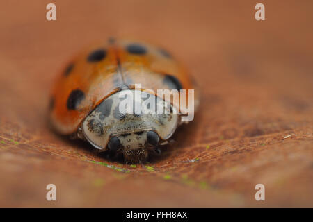 10-spot Ladybird (Adalia decempunctata) in appoggio sulla lamina. Tipperary, Irlanda Foto Stock