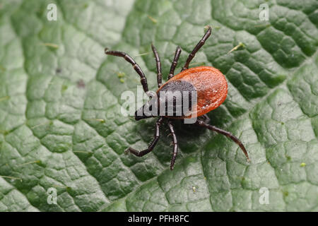 Pecore tick o Deer tick (Ixodes ricinus) camminando lungo il Rovo foglie. Tipperary, Irlanda Foto Stock