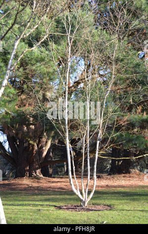 Betula utilis var jacquemontii Jermyns Foto Stock