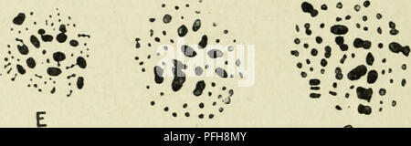 Questo lavoro si concentra sullo studio della citologia, in particolare del nucleo metazoico. Offre informazioni dettagliate sulla struttura, la funzione e il significato dei nuclei nelle cellule metazoiche. Foto Stock