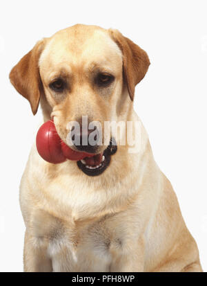 La testa e le spalle di un giallo Labrador Retriever (Canis familaris) con una palla rossa nella sua bocca, vista frontale Foto Stock