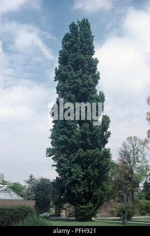 Populus nigra var. italica (Lombardia Pioppo) Foto Stock