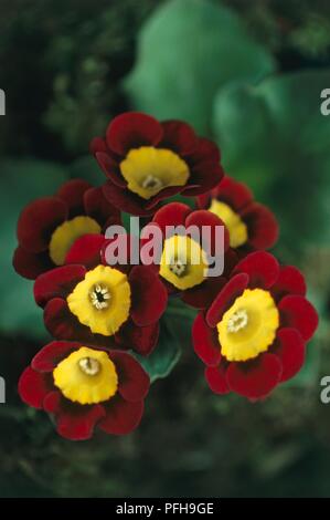 Cluster di rosso e giallo di fiori da Primula "Blossom' (Primrose), close-up Foto Stock