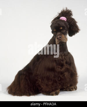 American Cocker Spaniel cane con orecchie legato indietro per mostrare la forma della testa Foto Stock