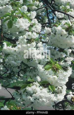Prunus avium 'Plena" (fisarmonica Gean, ciliegio selvatico), abbondanza di fiori bianchi su albero Foto Stock