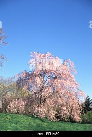 Prunus x subhirtella 'Pendula Rosea Plena' albero con abbondanza di fiori di colore rosa insieme contro il cielo blu Foto Stock