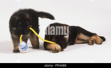 Due pastore tedesco cuccioli (canis familiaris) giocando con una corda di colore giallo Foto Stock