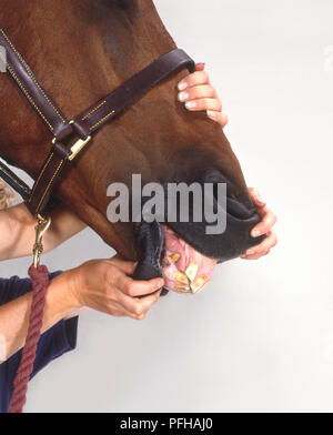 Mani apertura di una bocca del cavallo per mostrare i denti, 20-anno-vecchio cavallo Foto Stock