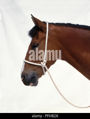 Bay cavallo che indossa regolabile Capezza in corda sulla testa Foto Stock