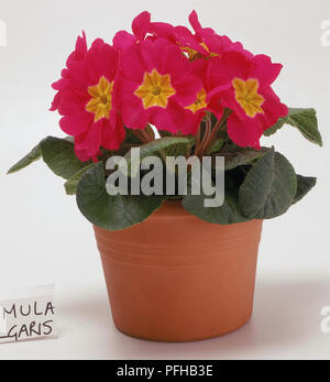 Magenta e Giallo, primula vulgaris, in pianta di terracotta pot, luminoso fiori di colore rosa con centro di colore giallo. Foto Stock