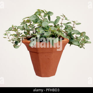 Origanum vulgare (origano, origano) in impianti pot Foto Stock