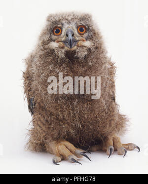 Owlet guardando dritto. Foto Stock