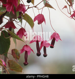 Rhodochiton atrosanguineus, perenne rampicante con rosa fiori appesi. Foto Stock