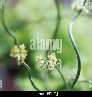 Juncus effusus f. spiralis, Corksrew Rush, groviglio vegetale con lucida steli cilindrici ritorto e arricciata. Foto Stock