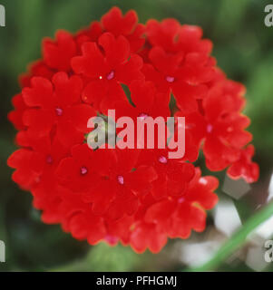 La verbena 'Azteca rosso inferiore', rosso intenso testa di piccoli fiori. Foto Stock