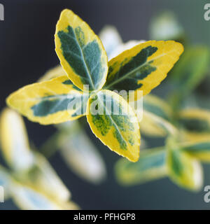 Evergreen, Euonymus Euonymus fotunei 'Emerald 'n' Gold', di colore verde scuro e giallo lasciato arbusto sempreverde. Foto Stock