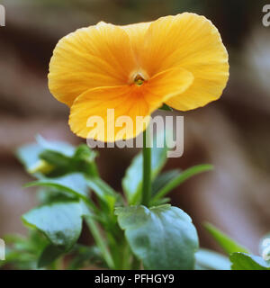 Viola, Viola "albicocca', golden fiore giallo di due petali con verde foglie ceroso. Foto Stock