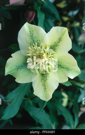 Helleborus x hybridus frassino ibridi da giardino, anemone-centrato ibrido perenne, mostrando di colore giallo pallido, spotted capolino, close-up Foto Stock