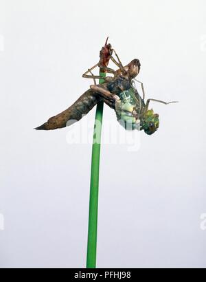 Southern hawker dragonfly (Aeshna cyanea) emergente dalla ninfa pelle Foto Stock