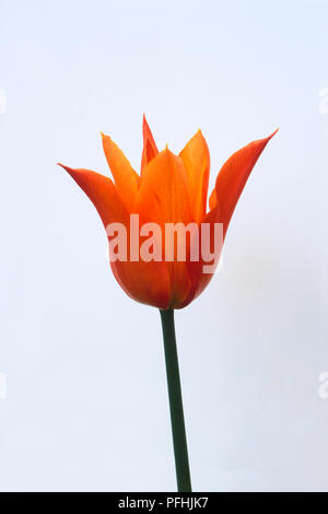 Tulipa "ballerina", rosso-arancione flowerhead su sfondo bianco Foto Stock