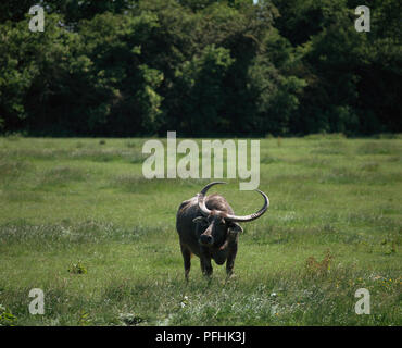 Asian Bufalo d'acqua, Bubalus bubalison erba, vista frontale. Foto Stock